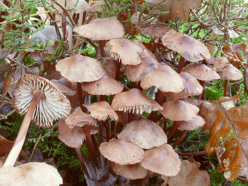 Mycena Maculata